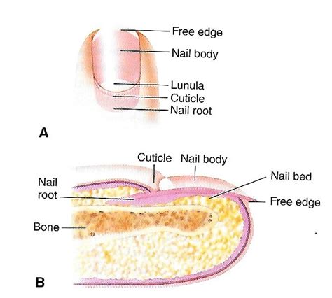 how are pig toenails similar to human feet quizlet